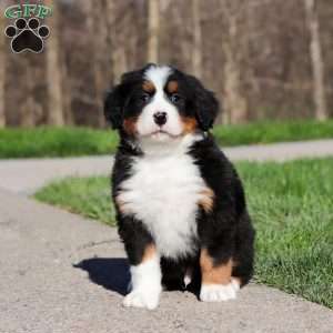 Zeke, Bernese Mountain Dog Puppy